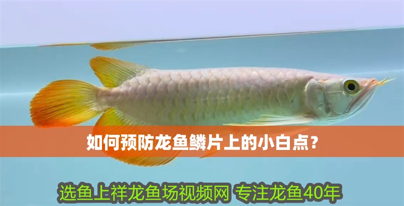 如何預防龍魚鱗片上的小白點？