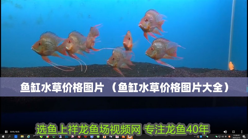 魚(yú)缸水草價(jià)格圖片 （魚(yú)缸水草價(jià)格圖片大全）
