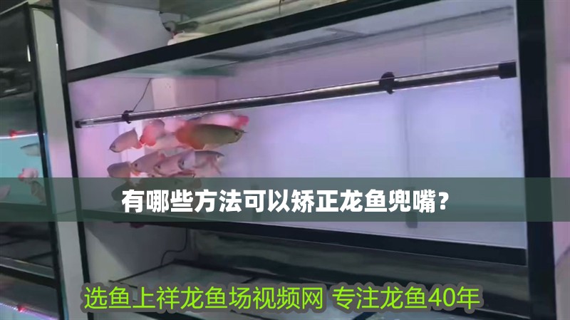 有哪些方法可以矯正龍魚兜嘴？
