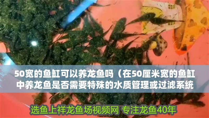 50寬的魚缸可以養龍魚嗎（在50厘米寬的魚缸中養龍魚是否需要特殊的水質管理或過濾系統？）
