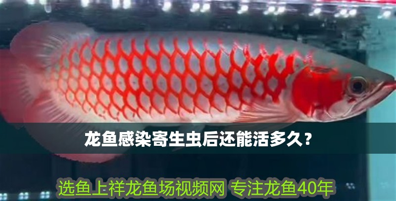龍魚感染寄生蟲后還能活多久？