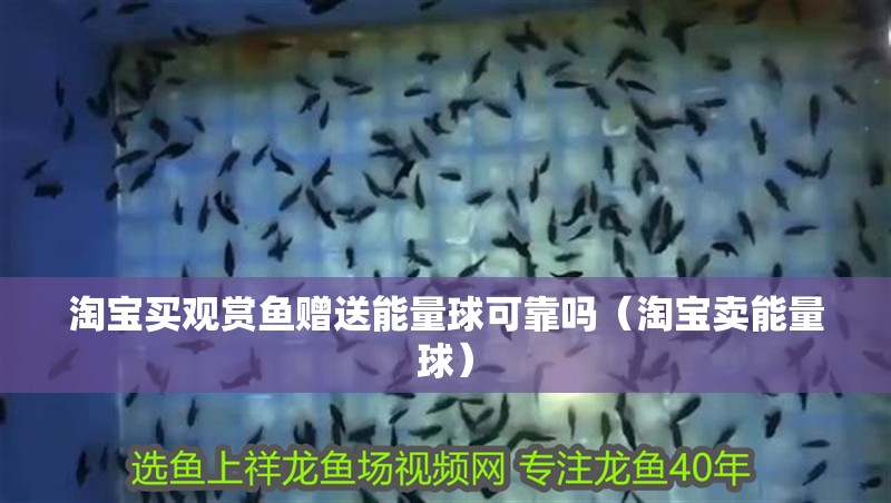 淘寶買觀賞魚贈送能量球可靠嗎（淘寶賣能量球）