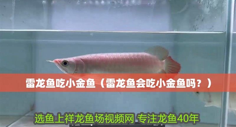 雷龍魚吃小金魚（雷龍魚會吃小金魚嗎？） 雷龍魚吃小金魚（雷龍魚會吃小金魚嗎？） 觀賞魚百科