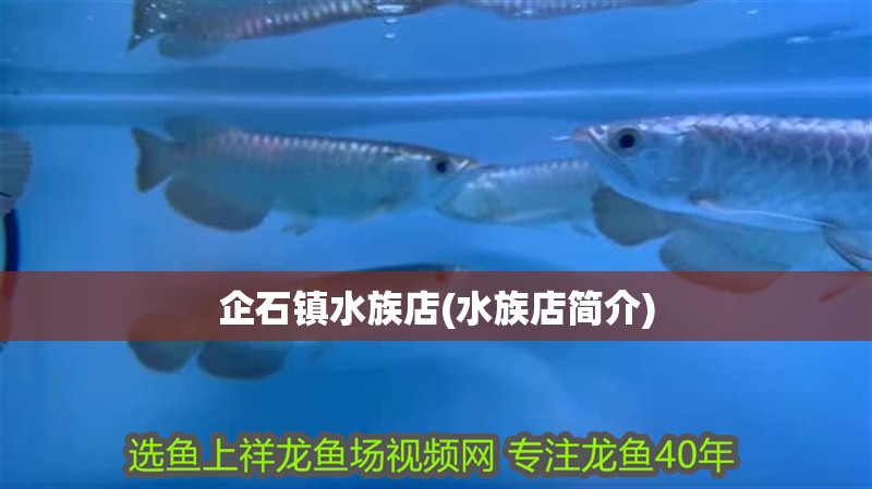 企石鎮水族店(水族店簡介)