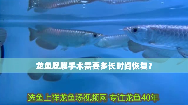 龍魚腮膜手術需要多長時間恢復？