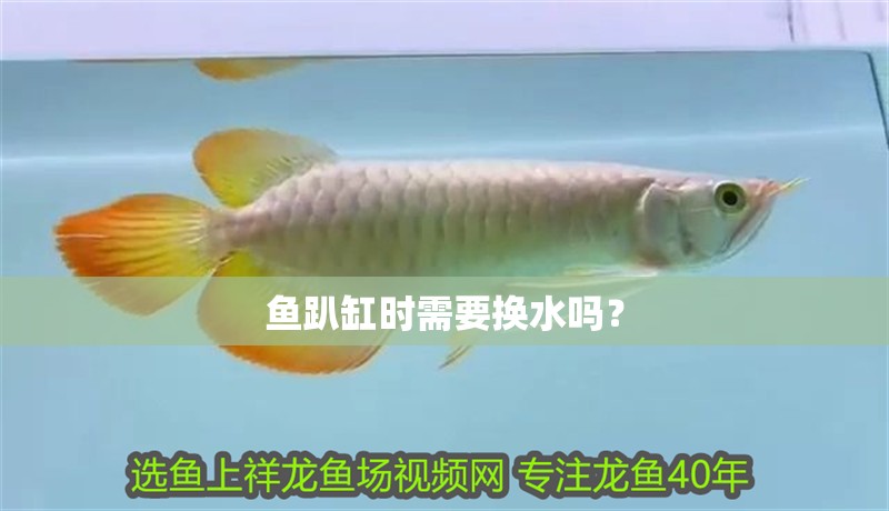 魚趴缸時需要換水嗎？