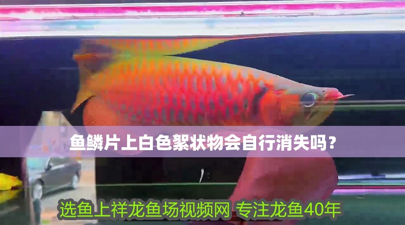 魚鱗片上白色絮狀物會自行消失嗎？