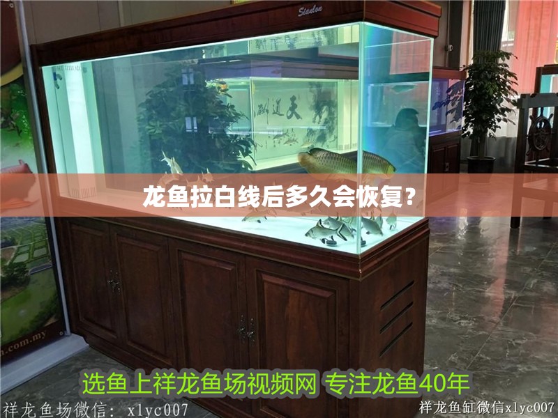 龍魚拉白線后多久會恢復？