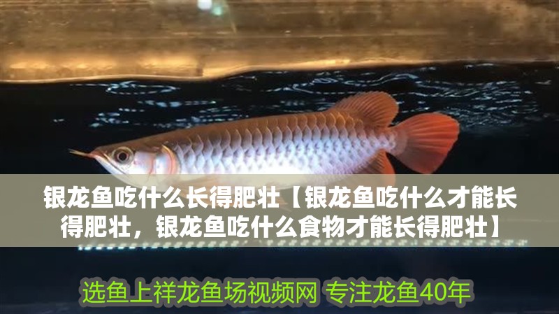 銀龍魚吃什么長得肥壯【銀龍魚吃什么才能長得肥壯，銀龍魚吃什么食物才能長得肥壯】
