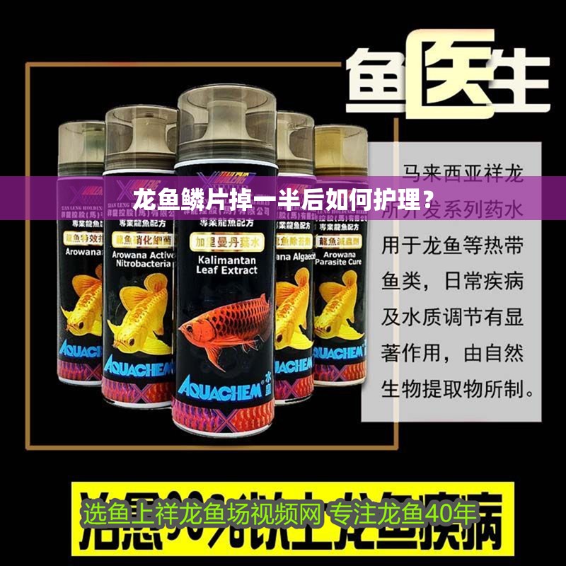 龍魚鱗片掉一半后如何護理？