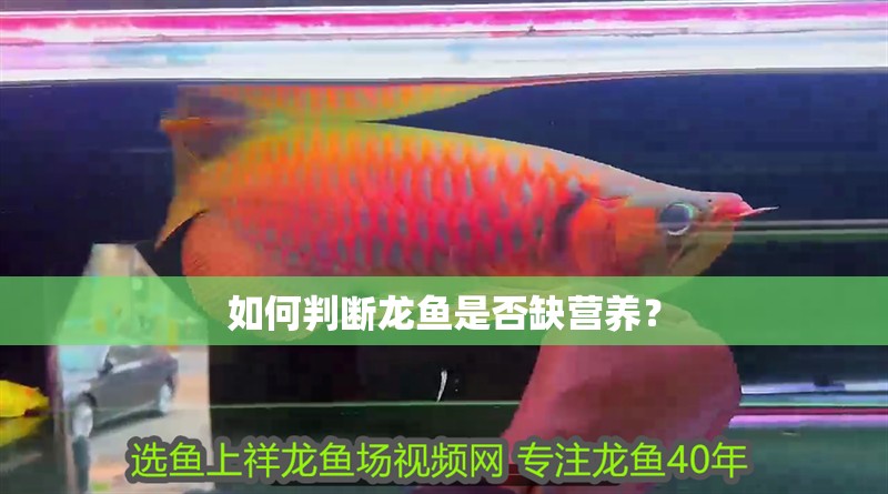 如何判斷龍魚是否缺營養？ 如何判斷龍魚是否缺營養？ 龍魚百科