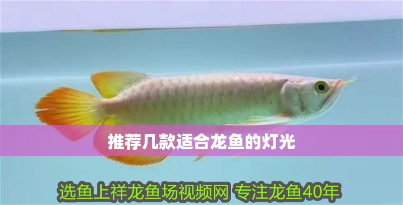推薦幾款適合龍魚的燈光