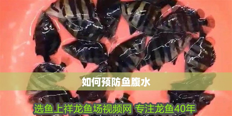 如何預防魚腹水 如何預防魚腹水 龍魚百科