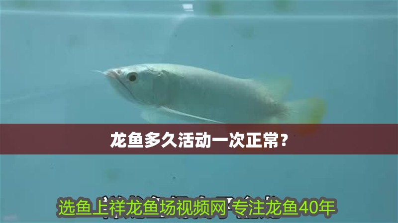 龍魚多久活動一次正常？