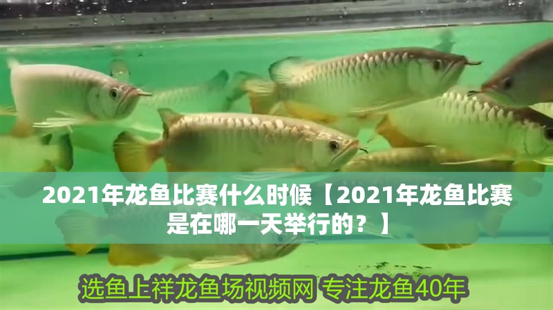 2021年龍魚比賽什么時候【2021年龍魚比賽是在哪一天舉行的？】