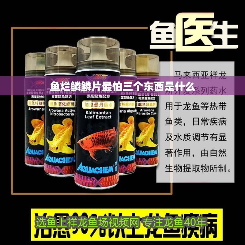 魚爛鱗鱗片最怕三個東西是什么