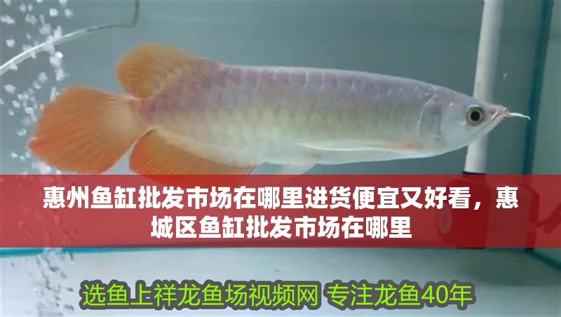 惠州魚缸批發市場在哪里進貨便宜又好看，惠城區魚缸批發市場在哪里 惠州魚缸批發市場在哪里進貨便宜又好看，惠城區魚缸批發市場在哪里 觀賞魚百科