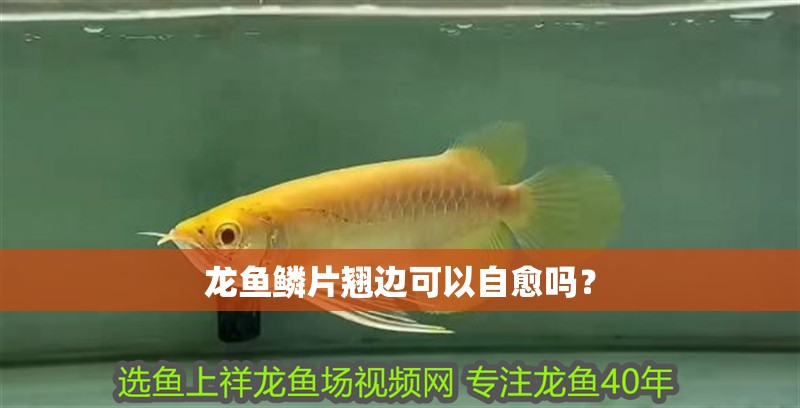 龍魚鱗片翹邊可以自愈嗎？