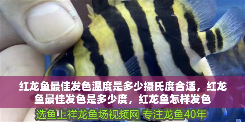 紅龍魚最佳發色溫度是多少攝氏度合適，紅龍魚最佳發色是多少度，紅龍魚怎樣發色