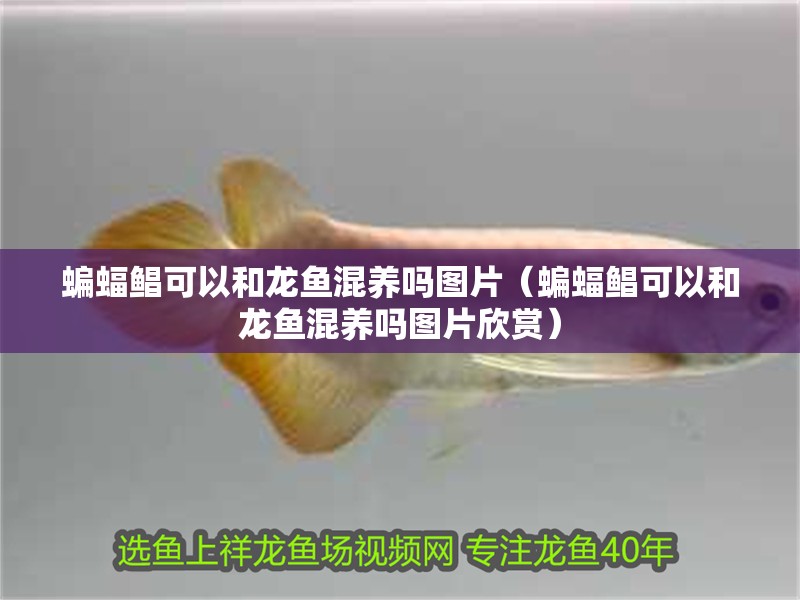 魚缸用增氧泵價格是多少:魚缸增氧機-xtrac增氧機-xtrac增氧機 蝙蝠鯧可以和龍魚混養嗎圖片(蝙蝠鯧可以和龍魚混養嗎圖片欣賞) 觀賞魚百科 蝙蝠鯧可以和龍魚混養嗎圖片(蝙蝠鯧可以和龍魚混養嗎圖片欣賞) 蝙蝠鯧可以和龍魚混養嗎圖片(蝙蝠鯧可以和龍魚混養嗎圖片欣賞) 觀賞魚百科