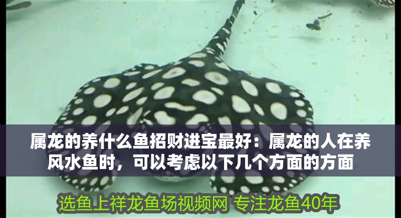 屬龍的養(yǎng)什么魚招財(cái)進(jìn)寶最好：屬龍的人在養(yǎng)風(fēng)水魚時(shí)，可以考慮以下幾個(gè)方面的方面