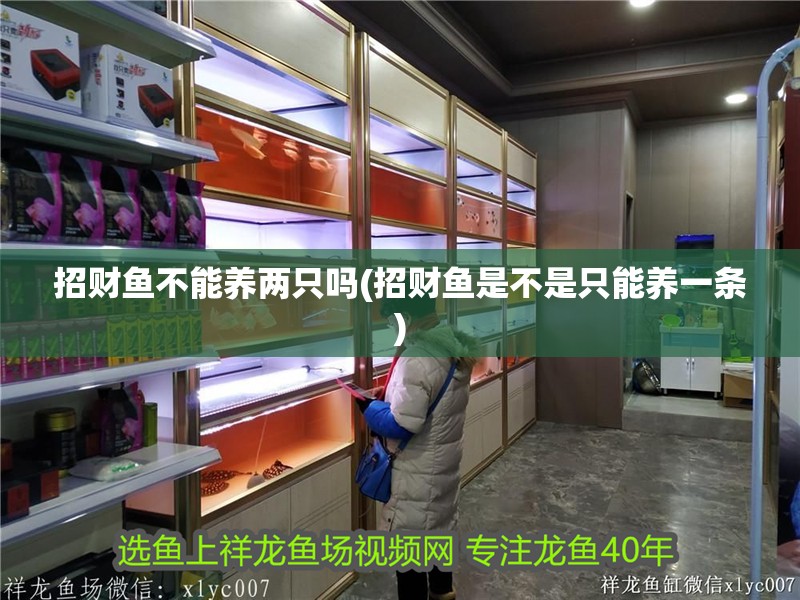 招財魚不能養兩只嗎(招財魚是不是只能養一條)
