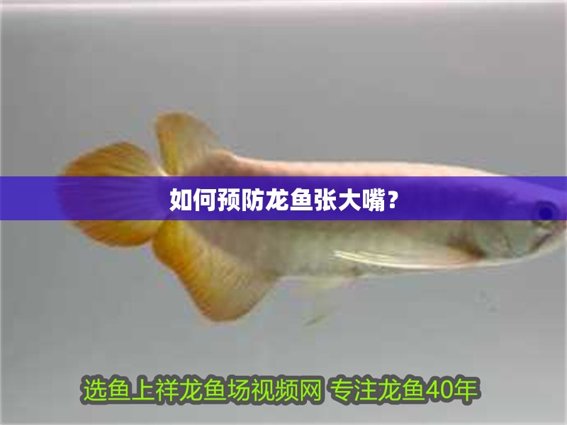 如何預防龍魚張大嘴？