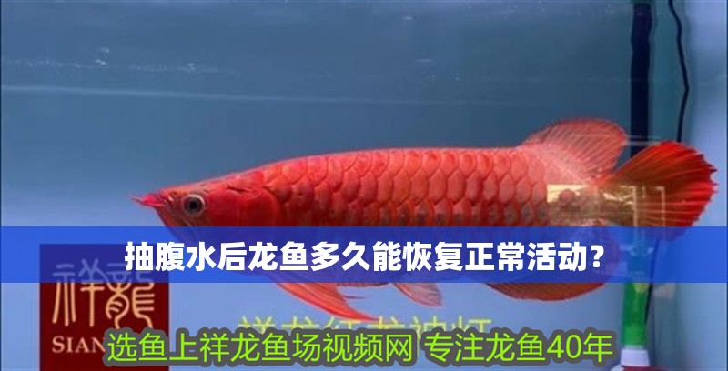 抽腹水后龍魚多久能恢復(fù)正常活動？