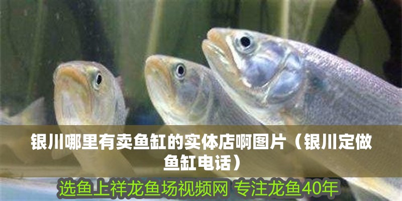 銀川哪里有賣魚缸的實體店啊圖片（銀川定做魚缸電話）