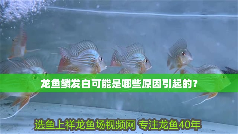 龍魚鱗發白可能是哪些原因引起的？