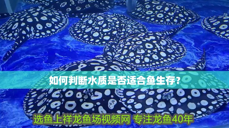 如何判斷水質是否適合魚生存？