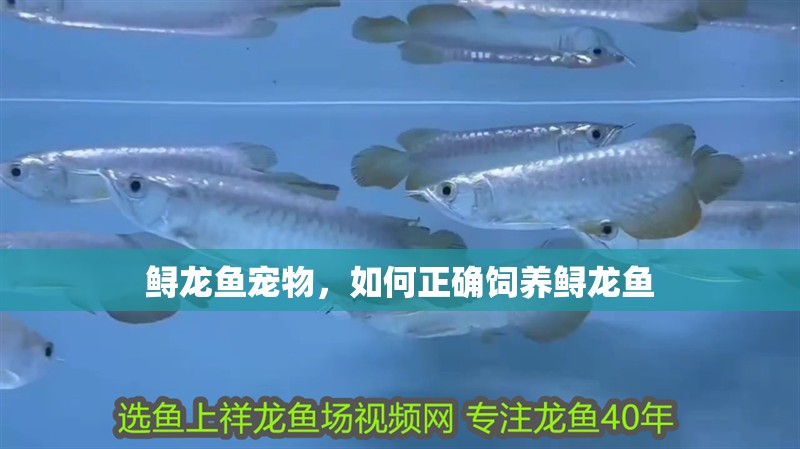 鱘龍魚寵物，如何正確飼養鱘龍魚