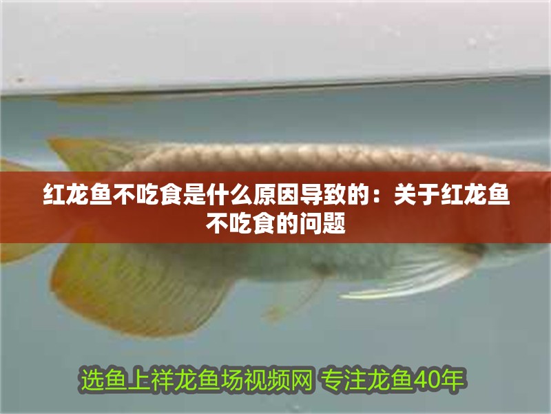 紅龍魚不吃食是什么原因導致的：關于紅龍魚不吃食的問題