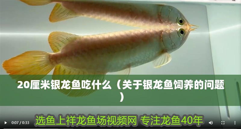 20厘米銀龍魚吃什么（關于銀龍魚飼養的問題）