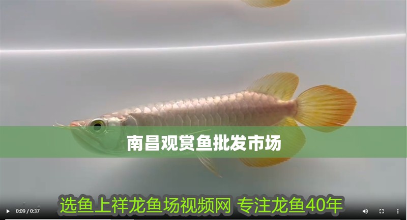南昌觀賞魚批發市場