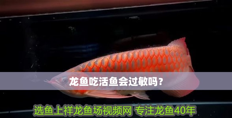 龍魚吃活魚會過敏嗎？