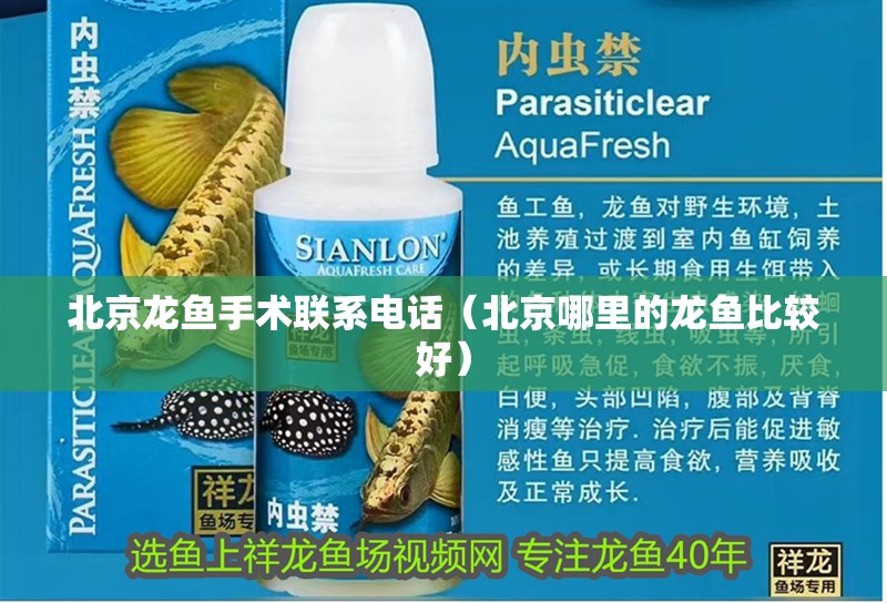 北京龍魚手術聯系電話（北京哪里的龍魚比較好）