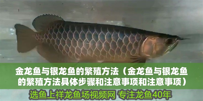 金龍魚與銀龍魚的繁殖方法（金龍魚與銀龍魚的繁殖方法具體步驟和注意事項和注意事項）
