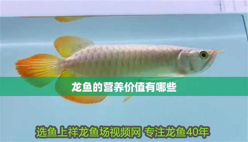 龍魚的營養價值有哪些
