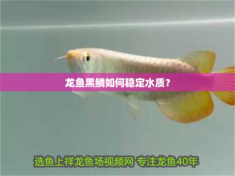 龍魚黑鱗如何穩(wěn)定水質？