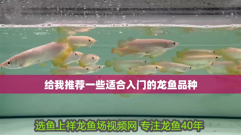 給我推薦一些適合入門的龍魚品種