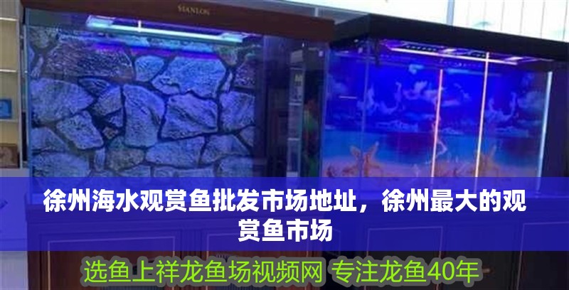 徐州海水觀賞魚批發市場地址，徐州最大的觀賞魚市場