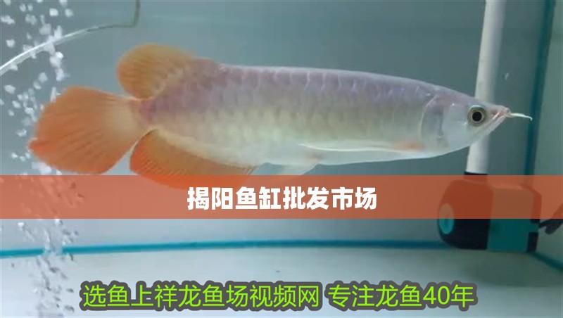 揭陽魚缸批發(fā)市場