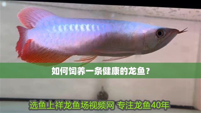如何飼養(yǎng)一條健康的龍魚？