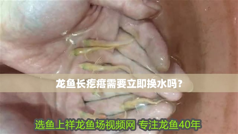 龍魚長疙瘩需要立即換水嗎？