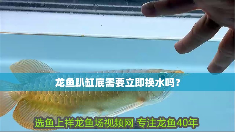 龍魚(yú)趴缸底需要立即換水嗎？