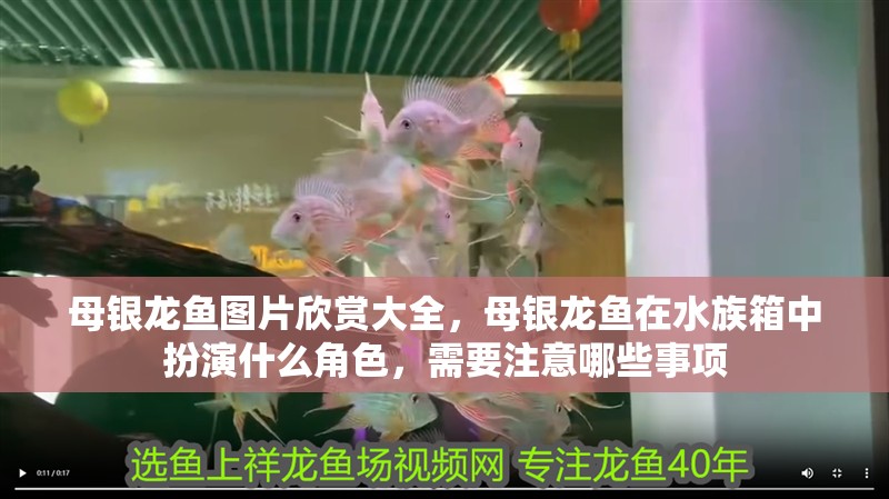 母銀龍魚圖片欣賞大全，母銀龍魚在水族箱中扮演什么角色，需要注意哪些事項