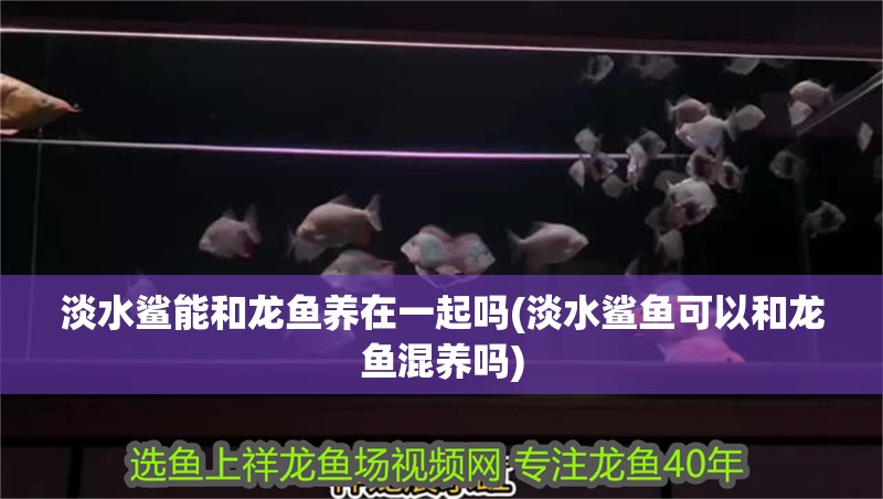 淡水鯊能和龍魚養在一起嗎(淡水鯊魚可以和龍魚混養嗎)