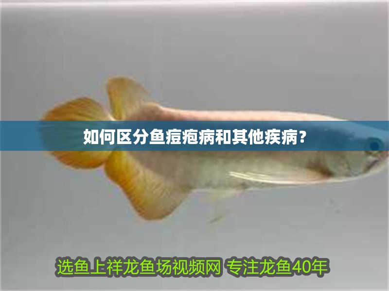 如何區分魚痘皰病和其他疾病？ 如何區分魚痘皰病和其他疾病？ 龍魚百科