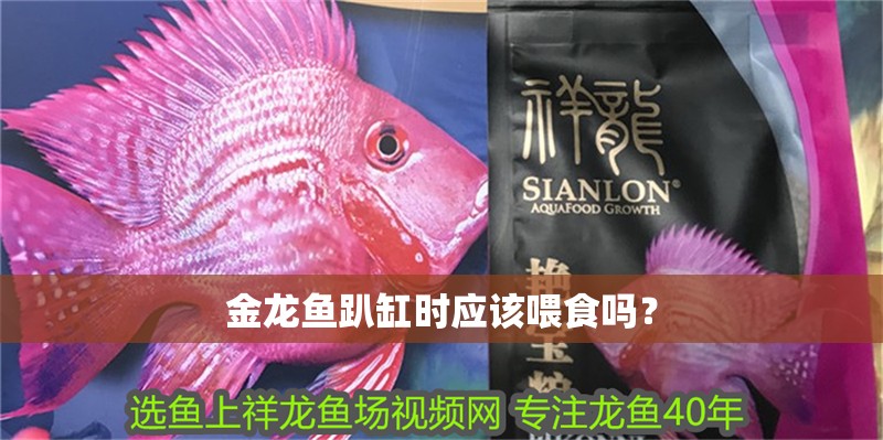 金龍魚趴缸時應該喂食嗎？
